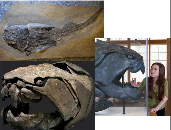 <p>an ancient armored fish from the Devonian period, notable for its size and powerful jaw. </p>