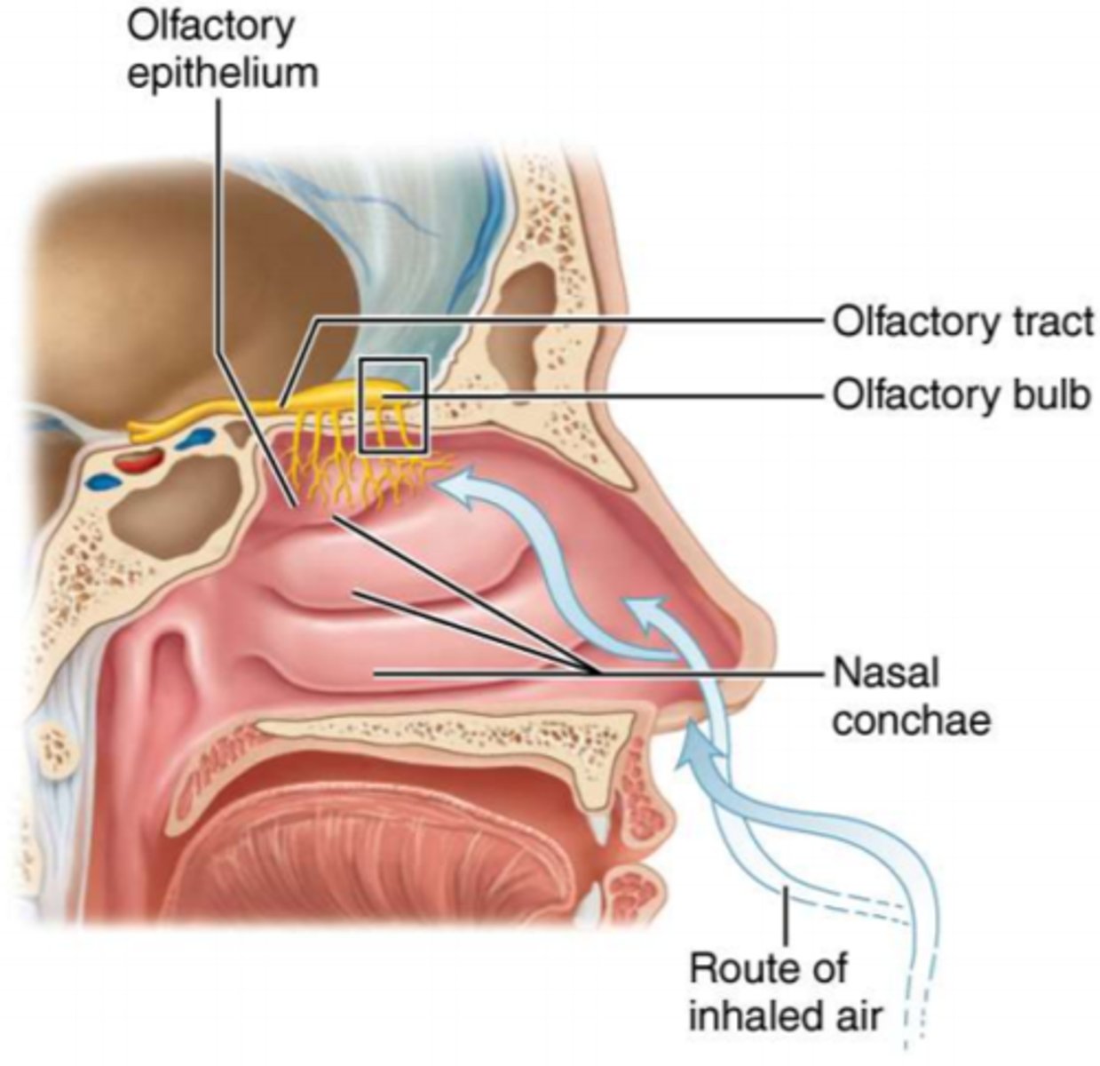 <p>each odor molecule (odorant) activates a specific combination of olfactory receptors that allows the brain to interpret the "pattern" of activated receptors as a unique smell rather than having a single receptor for each distinct odor</p>