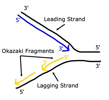 <p>Leading Strand</p>