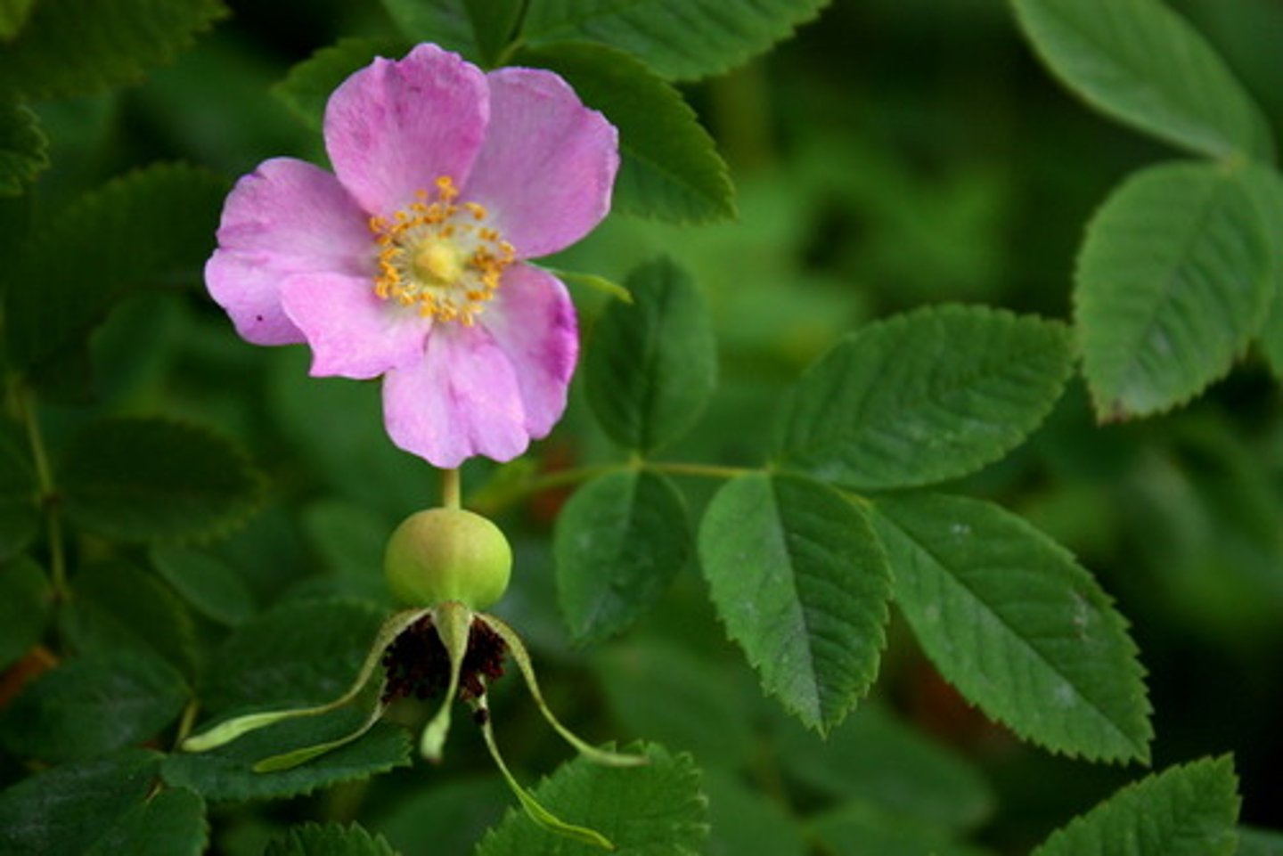 <p>red berried with protruding stems (pomegranate shaped), pink flowers with splotching (darker pink to white). leaves ovate, alternate, with serrated edges and prominent, narrow parallel veining</p>