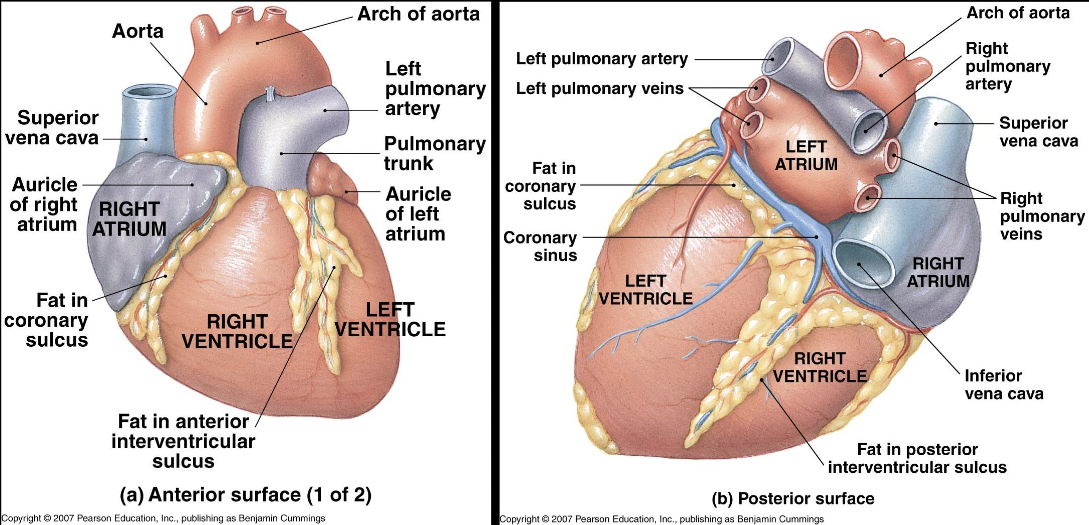 anterior point of heart