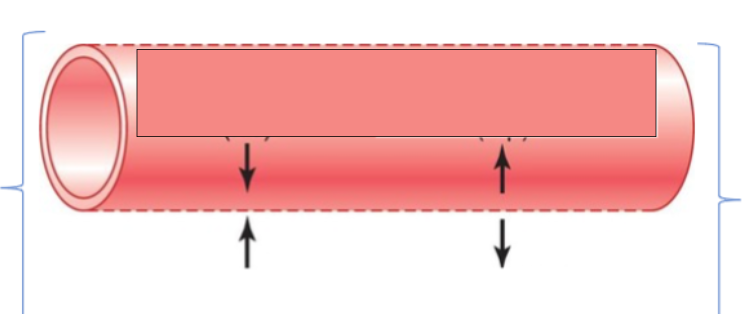 <p>label the capillary with the 2 HP types and 2 COP types</p>