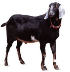 <ul><li><p>Origin: North Africa</p></li><li><p>Color: black, tan, red, or mix</p></li><li><p>Long and droopy ears (usually white)</p></li><li><p>Horned</p></li><li><p>Traits: dairy-production</p></li><li><p>Milkfat 4-7%</p></li></ul><p></p>