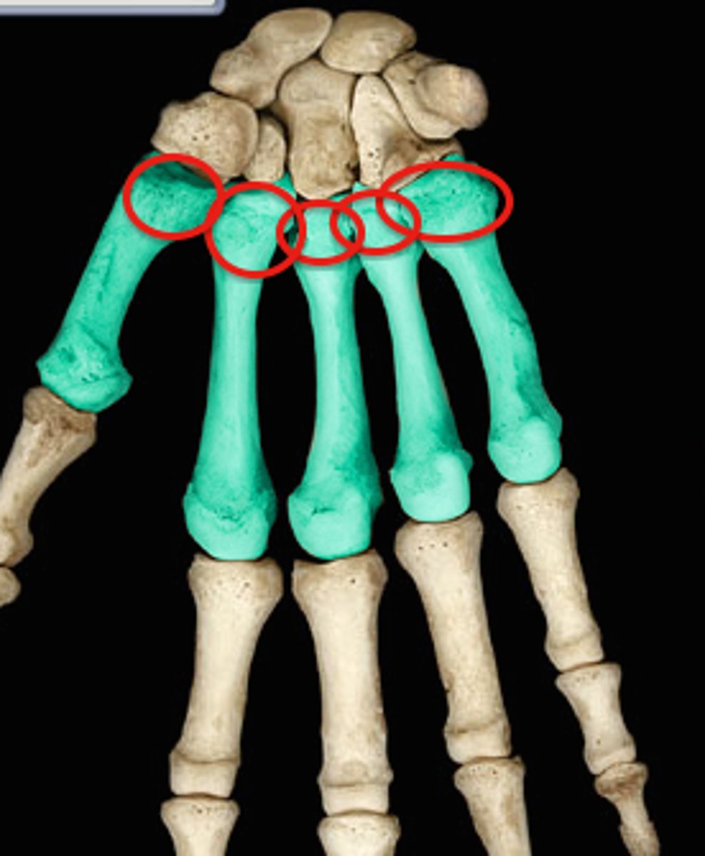 <p>Base, shaft, and head.</p>