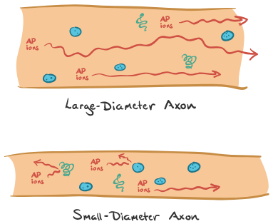 <p>Axons with greater diameter have a faster transmission velocity than those with a smaller diameter (direct relationship). </p><p>Larger axon = less resistance to ion flow = faster propagation of action potential</p>