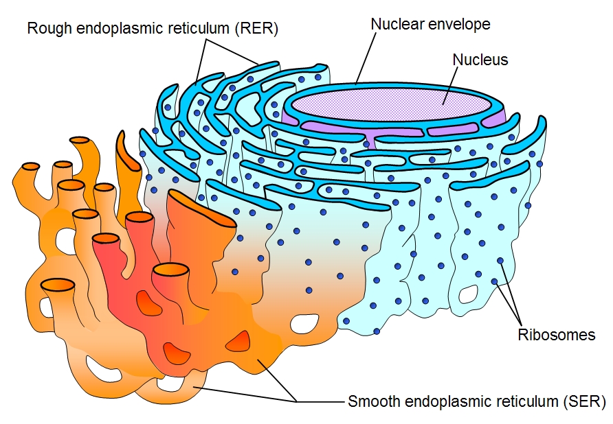 <p>Although both are a network of membranes, RER modifies proteins made in ribosomes whereas SER is involved in the synthesis and metabolism of lipids.</p>