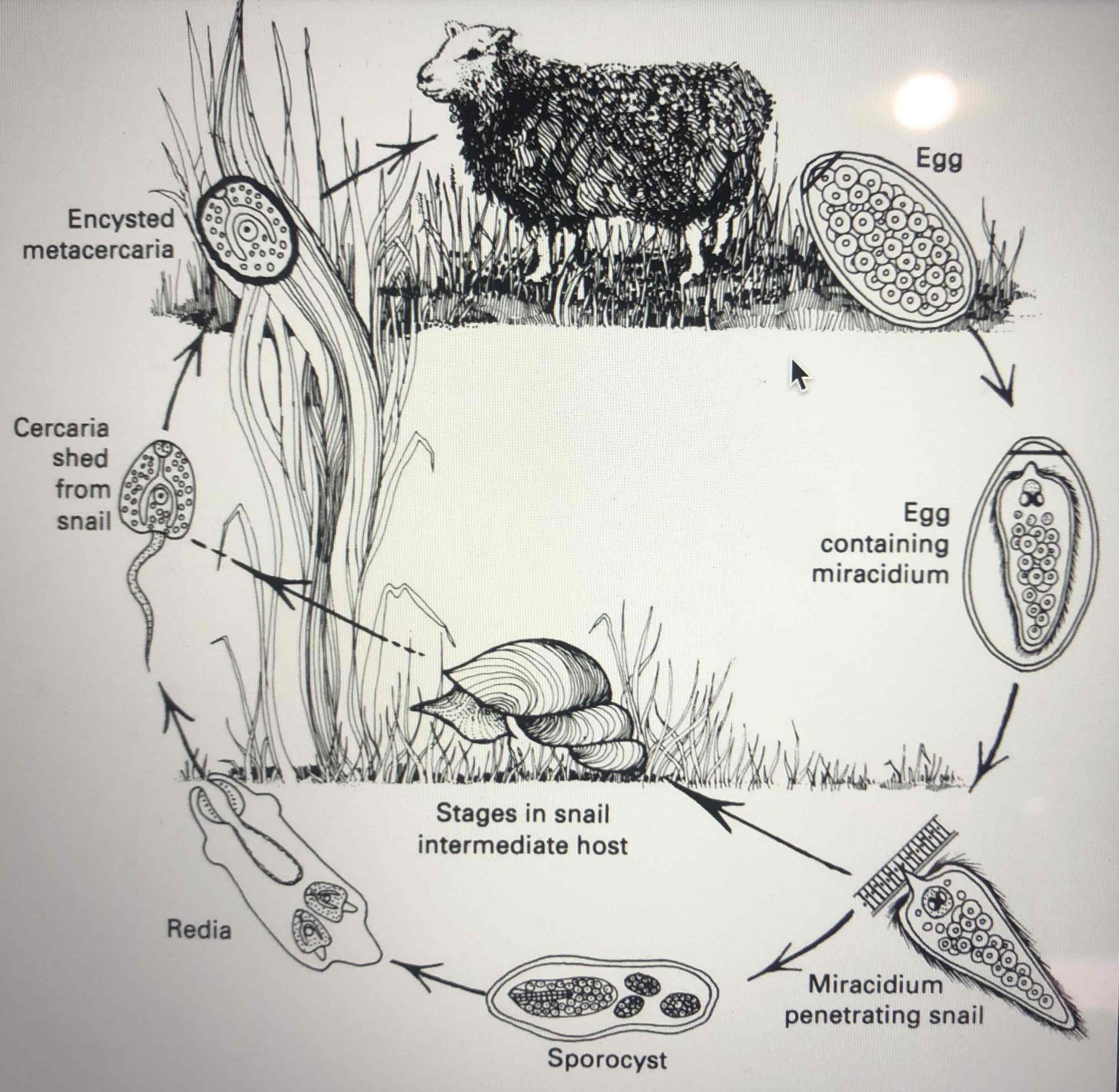 <p>And the sheep or other ruminant is their definitive (final) host. The eggs leave the host through their faeces. The eggs contain miracidium. The miracidium penetrates the snail, which is the intermediate host. They reproduce in the snail through asexual reproduction. The cercaria exit the snail and undergo encystation. Then they are eaten by the definitive host.</p>