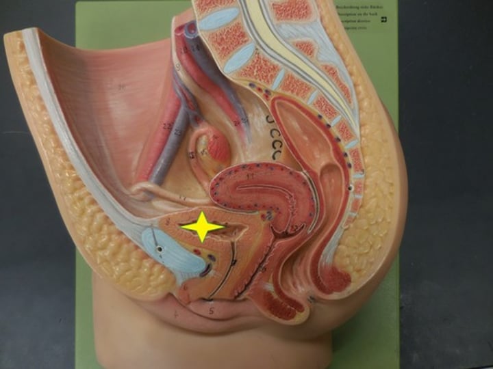 <p>Name this organ (starred)</p>