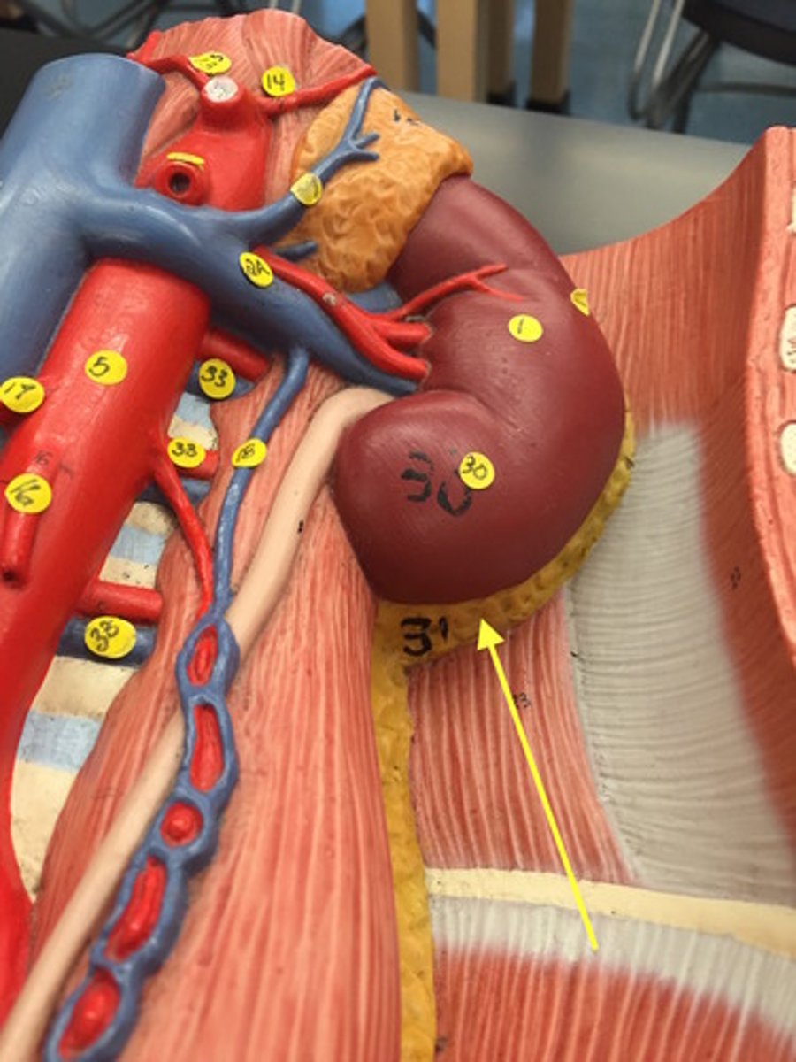 <p>Identify this urinary system structure.</p>