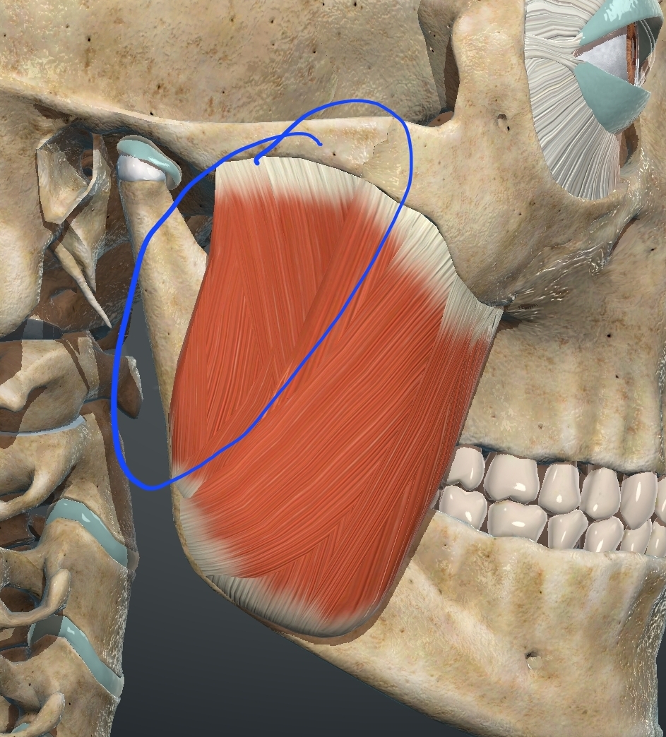 <p>What muscle is this?</p>