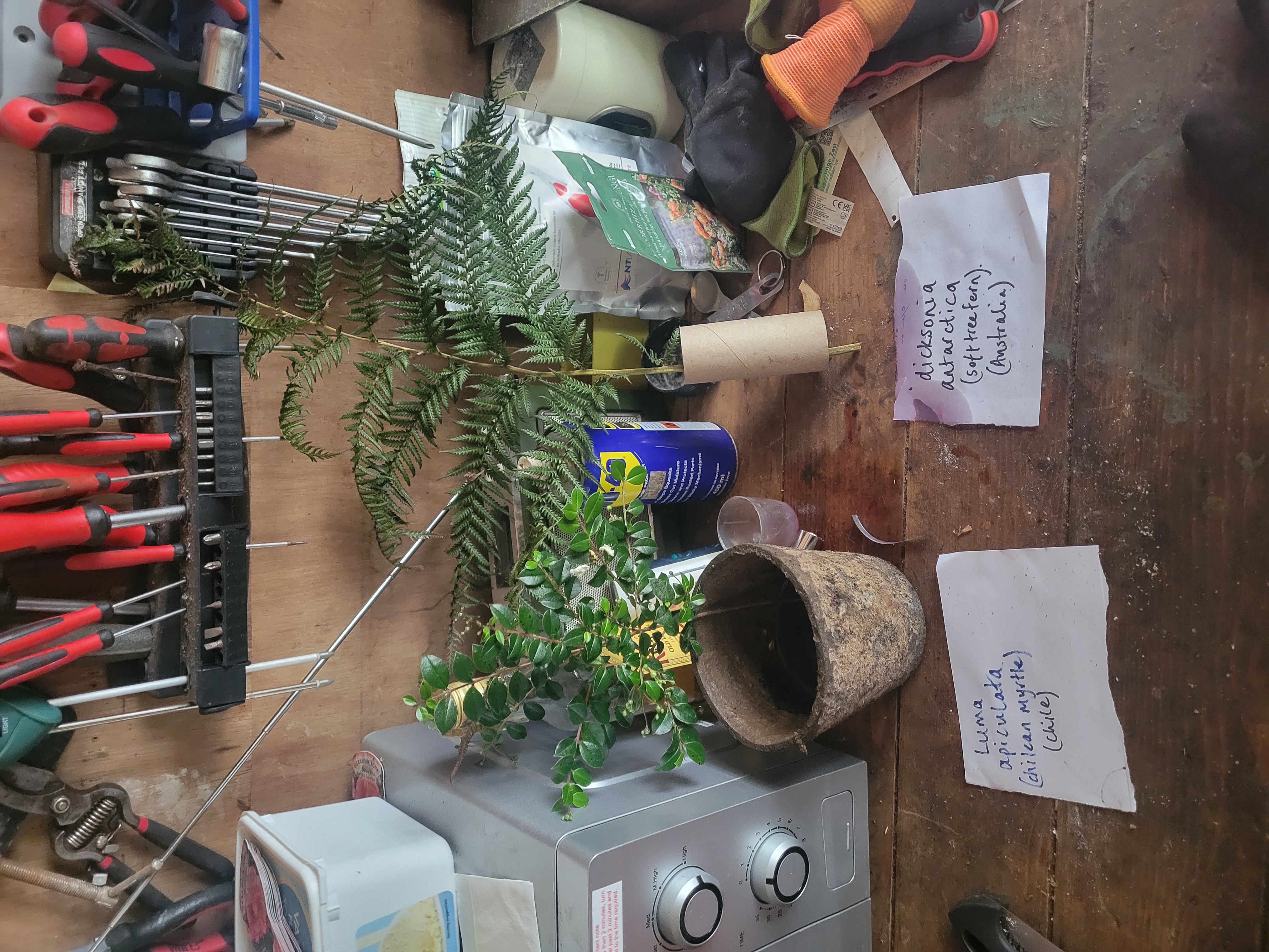 <p>(Left plant)</p>