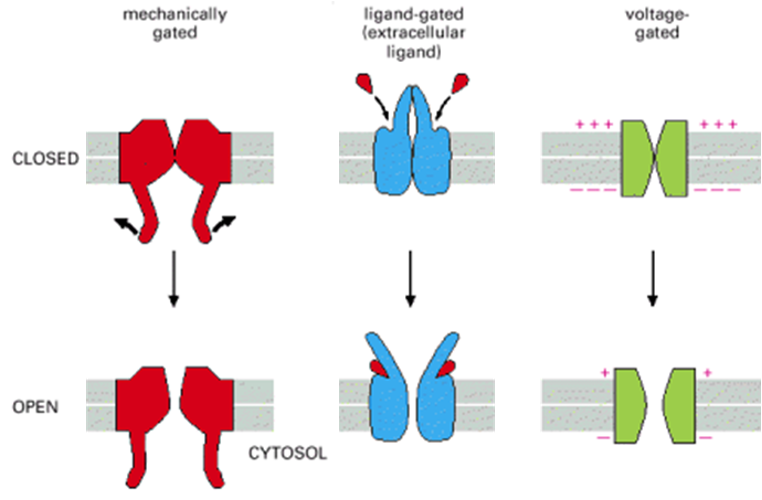 <p>Cell membrane of nerve endings will have either mechanically or ligand gated ion channels</p><p>If membrane potential change is sufficient voltage gated sodium channels will be activated→ AP</p>
