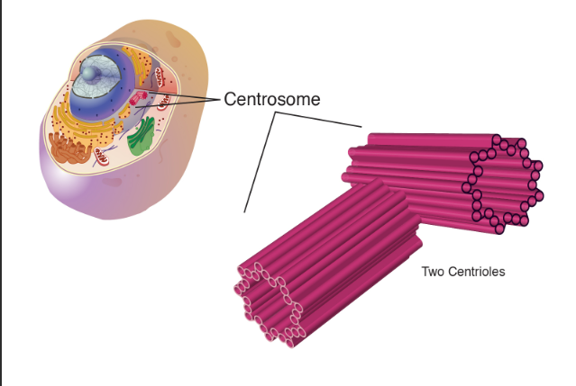 <p>Centrosome</p>