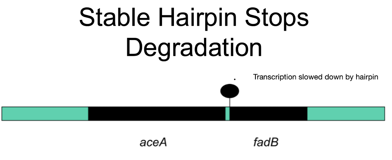<p>A stable hairpin protects <strong>aceA</strong>,<strong> </strong><span style="color: green;"><strong><span>yielding more aceA mRNA than fadB</span></strong></span><strong> even though they are in the same operon</strong></p>