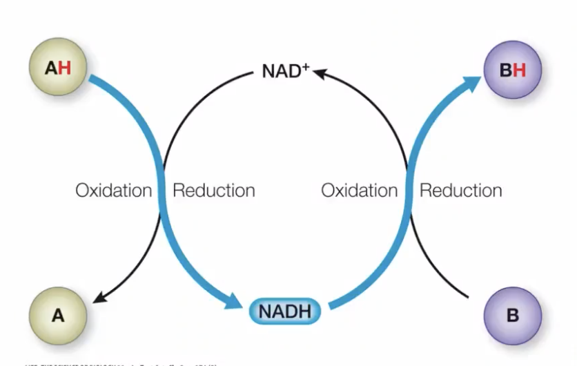 <p>NAD+ with the help of an enzyme can grab a proton plus e- and pass it to a NAD+ to become NADH</p>