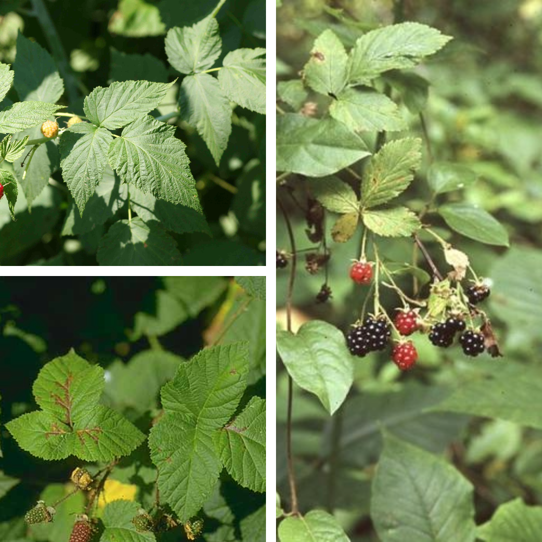 <p>blackberries/raspberries</p>