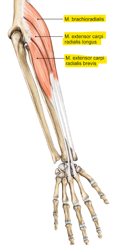 <p>m. brachioradialis</p><p>loopt van de laterale humerus (brachialis) naar de radius</p><p>functie = flexie</p>