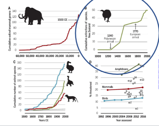 <p>The arrival of humans to new locations often correlates to high extinction rate (humans were good hunters!)</p>