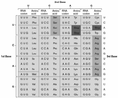 <p>Using the genetic code shown below, find the correct start and stop codons. Which of the following peptides might this message code for?</p><p>5'-GAGUUAUGCACGGGUUCUAUGUGUAG-3'</p><ul><li><p>GLU-LEU-CYS-MET-GLY-SER-MET-CYS</p></li><li><p>MET-HIS-GLY-PHE-TYR-VAL</p></li></ul><p></p>