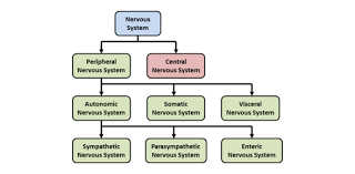 <p>cranial &amp; spinal nerves are the communication lines between the CNS and the rest of the body</p><ul><li><p>functional divisions of the peripheral nervous system:</p><ul><li><p>sensory division (somatic and visceral subdivisions)</p></li><li><p>motor division (somatic and visceral subdivisions)</p><ul><li><p>somatic nervous system</p></li><li><p>autonomic nervous system</p></li><li><p>enteric nervous system</p></li></ul></li></ul></li></ul><p></p>