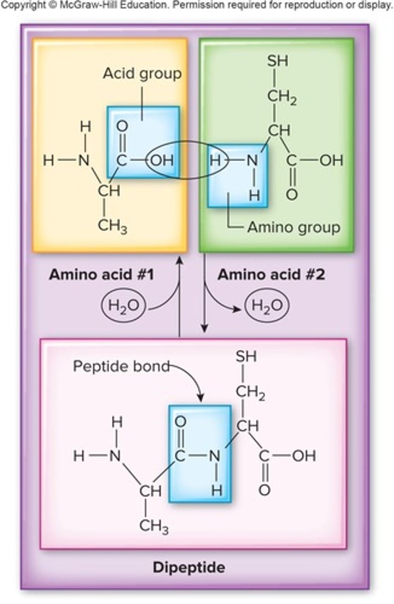 <p>Protein made of 2 amino acids.</p>