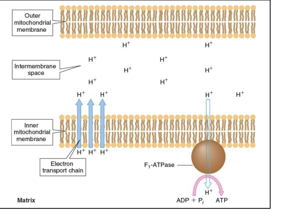 <p>States that a proton flow across the inner mitochondrial membrane during the operation of the ETC provides energy for ATP synthesis</p><p></p>