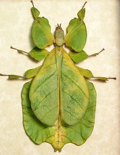 <p>Walking leaf</p>