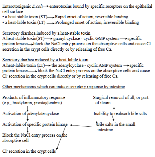 <p><strong>Bacterial infection</strong> - process starts with an infection by enterotoxicogenic E. Coli in the intestinal tract → where it <strong>produces enterotoxins</strong> that disrupt the normal function.</p><p>Specific enterotoxins:</p><ol><li><p><strong>Heat-stable Toxin (ST):</strong> activates the guanylate cyclase-cyclic GMP system. Blocks NaCl entry into intestinal cells → increased Cl secretion into lumen.</p></li><li><p><strong>Heat-labile toxin (LT)</strong>: activates the adenylate cyclase-cyclic AMP system. Blocks NaCl, Increases Cl secretion into lumen.</p></li></ol><p>Leads to increased luminal distension (swelling) due to the fluid. Distension promotes increased frequency of defecation + fecal fluidity → secretory diarrhea. </p>
