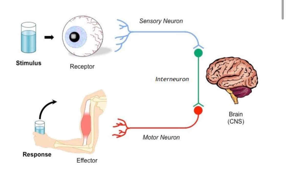 <p>What are the 3 types of neuron (nerve)?</p>