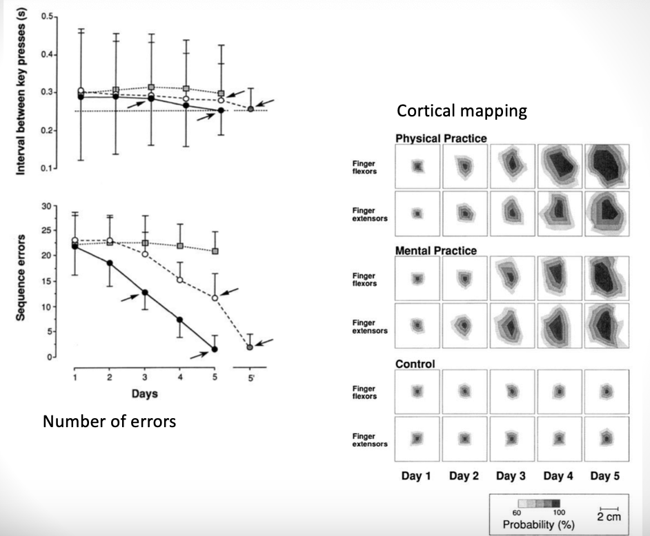 <p><strong><u>***describe mechanisms related to functional modular plasticity, including homologous area adaptation, cross-modal reassignment, map expansion, and compensatory masquerade</u></strong></p>