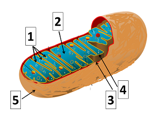 <p><span>On the following diagram, which number indicates the cristae?</span></p><ol><li><p class="custom-cursor-default-hover"><span>5</span></p></li><li><p class="custom-cursor-default-hover"><span>4</span></p></li><li><p class="custom-cursor-default-hover"><span>1</span></p></li><li><p class="custom-cursor-default-hover"><span>3</span></p></li><li><p class="custom-cursor-default-hover"><span>2</span></p></li></ol><p></p>