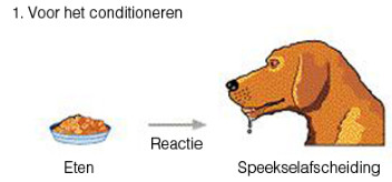 <p>Welke stimulus en reactie?</p>