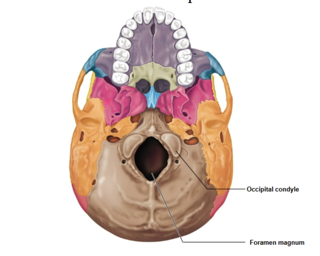 <p>Where the spinal cord enters the cranium to connect to the brain</p>