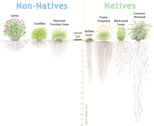 quality landscaping that conserves water and protects the environment