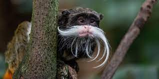 small, claws not nails, twins, monogamy and polyandry, (frugivore, gummivore, insectivore)