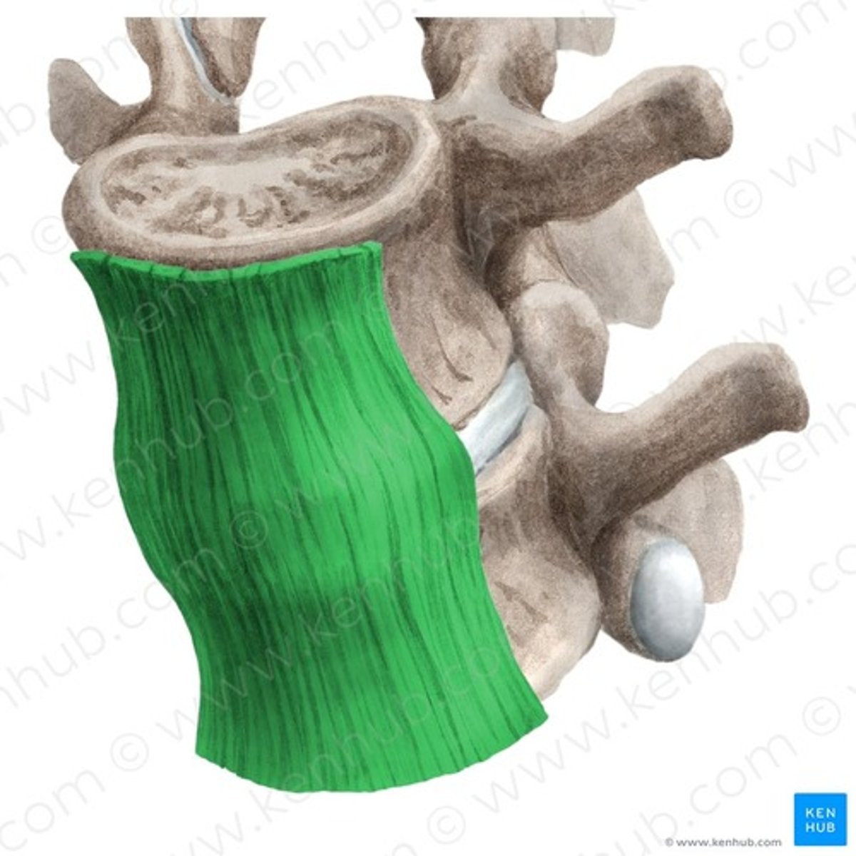<p>Location; Anterior surface of vertebral bodies</p><p>Start/Stop; C1 to Sacrum</p>