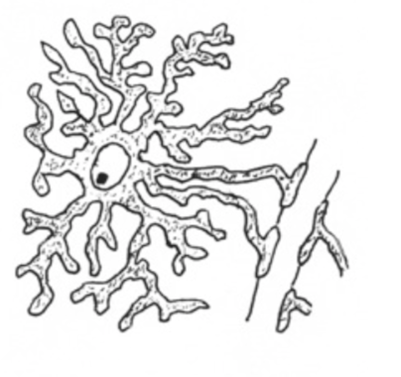 <p>Protoplasmic astrocyte</p>