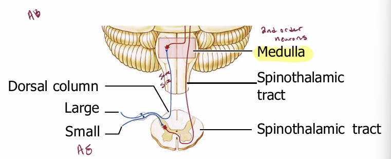 <ul><li><p>Large fibers turn upward on reaching the spinal cord, and run ipsilaterally up to the medulla in tracts called the dorsal columns.</p></li><li><p>Small fibers synapse directly or via interneurons on motoneurons (for reflex responses) or on dorsal-horn neurons whose axons cross the midline and run in the spinothalamic tracts, in the lateral part of the cord, between the dorsal and ventral horns</p></li></ul><p></p>