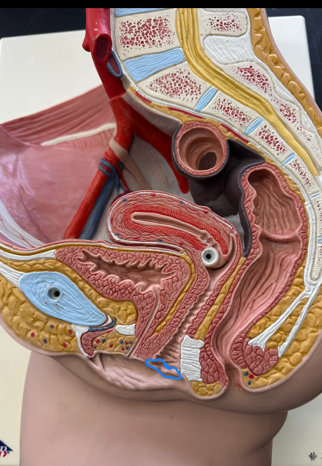 <p>vaginal opening</p>