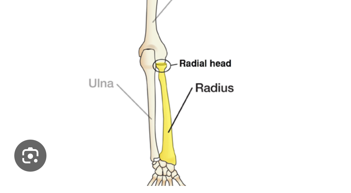 <p>head of. radius</p>