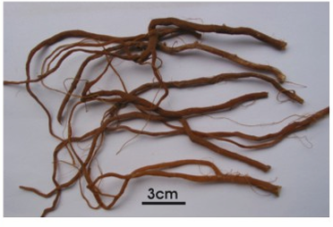<p>Tác dụng - Achyranthes bidentata</p>