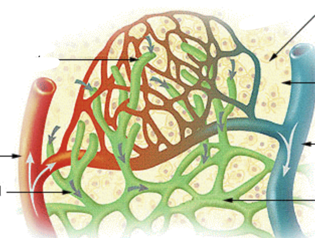 <p>What are the different types of lymphatic vessels + their associated functions?</p>
