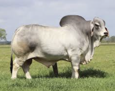 <p>What bovine breed is this? </p>