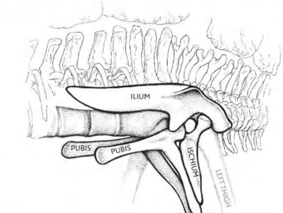 Pubis points are facing backwards (bird like) 