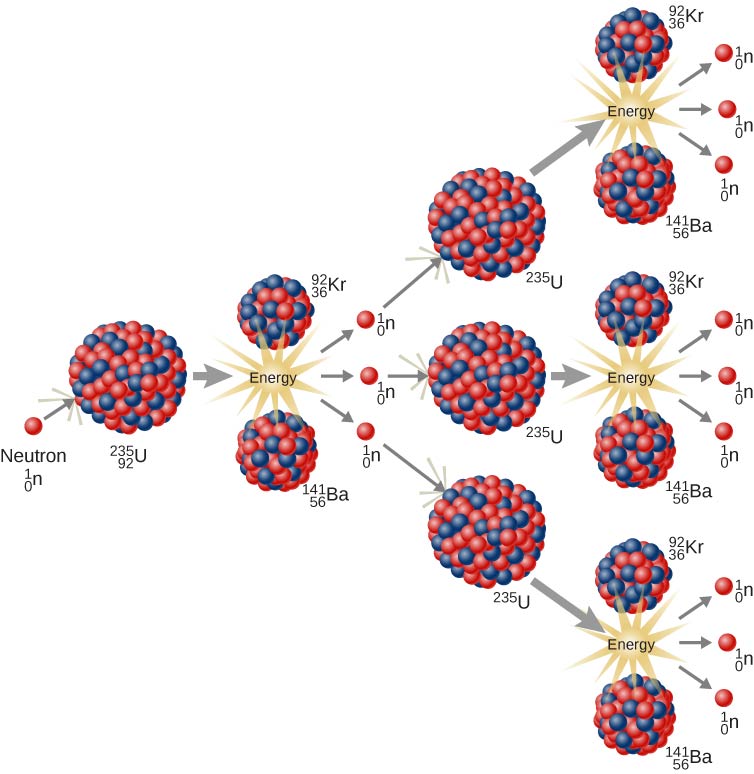 <ol><li><p>The 3 neutrons attach to uranium 235</p></li><li><p>now turns into uranium 236, an even more unstable nucleus</p></li><li><p>then u-236 splits into smaller nuclei and releases energy</p></li><li><p>neutrons that keep multiplying to enable the chain reaction.</p></li></ol>