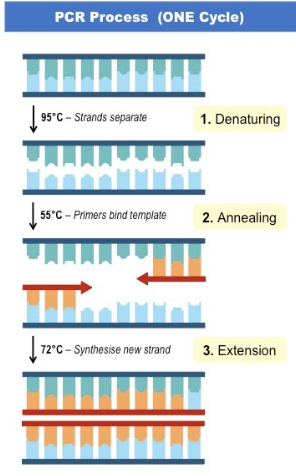 <p>Both the control and the experimental go through three steps to make copies of LacZ (if present) and Cas9:</p><ol><li><p>Denaturing - the DNA is separated with heat</p></li><li><p>Annealing - primers will attach to the separated strands of DNA (in the solution there will be a lot of extra primers to increase the chance of them binding)</p></li><li><p>Extension - the solution will also have Taq polymerase (works like DNA polymerase but can withstand much higher temperatures) that will attach to the primers and make a lot of copies of the DNA</p></li></ol>