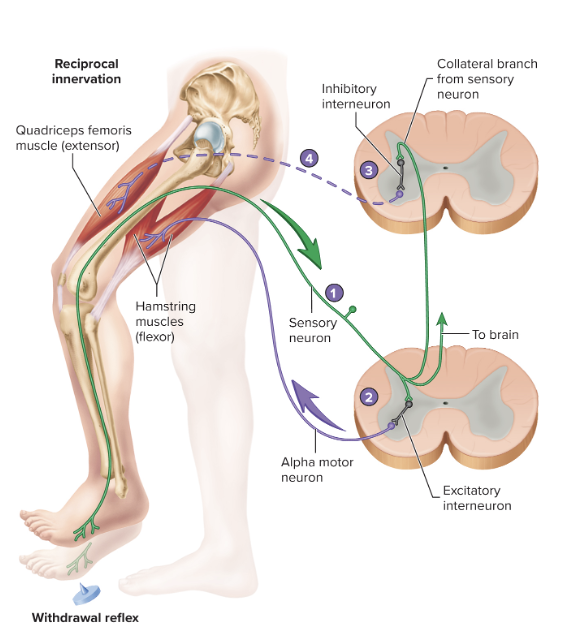 causes relaxation of extensor muscle when flexor muscle contracts

also involved in stretch reflex