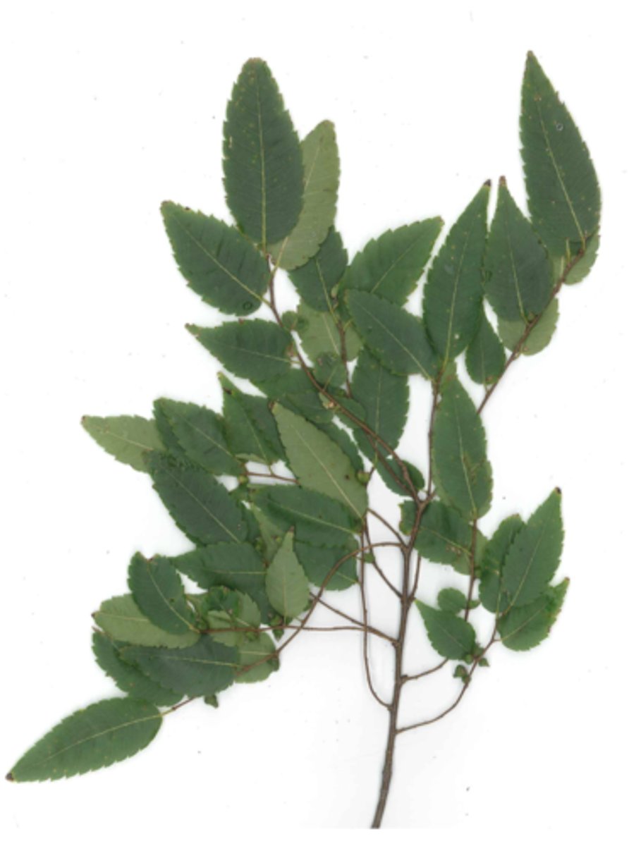 <p>fancy scissor serrate, green pea nutlet, leaves get larger towards tip</p>