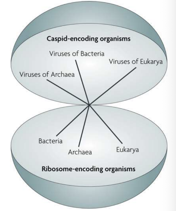 <p>All organisms should be divided into:</p><ul><li><p><strong>Ribosome-encoding organisms (REOs),</strong> which include <em>Bacteria, Archaea, Eukarya</em>, and;</p></li><li><p><strong>Capsid-encoding organisms (CEOs), </strong>which are the viruses of BAE</p></li></ul><p></p>