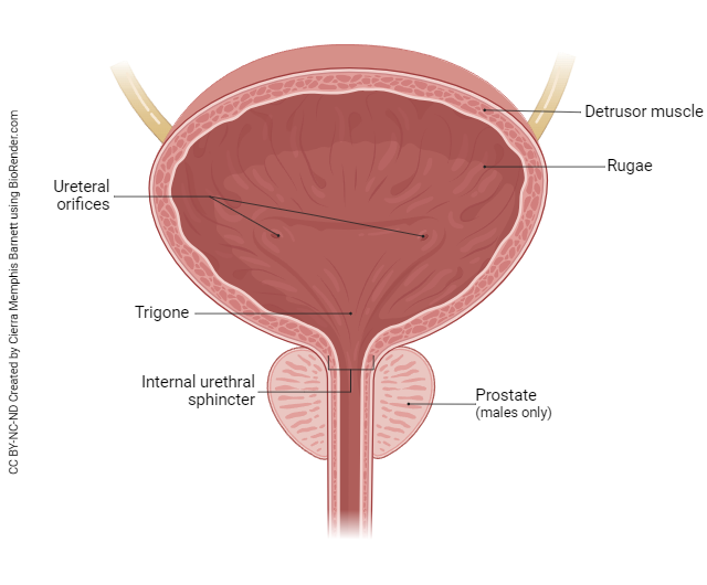 <p>folds in the inner lining of the urinary bladder that allow it to expand and stretch as it fills with urine; prominent when the bladder is empty but unfold and flatten as the bladder fills</p>